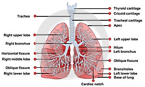 Lungs anatomy