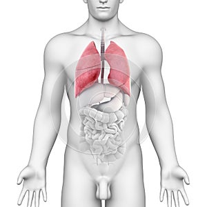 Lungs Anatomy of the Male Respiratory system photo