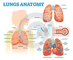 Lungs anatomy medical vector illustration diagram set with lung lobes, bronchi and alveoli. Educational information poster.