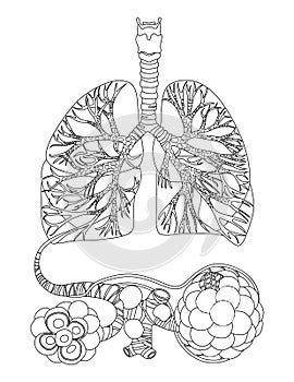 Lungs, Bronchi and Alveoli anatomy