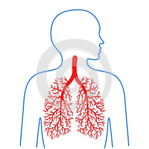 Lungs and bronchi, human respiratory system. Medicine and health. Vector illustrations.