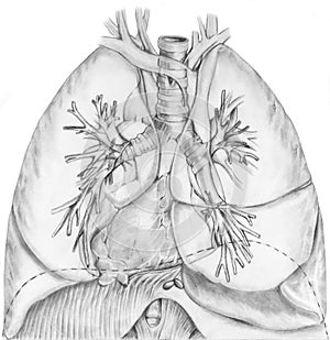 Lungs and Bronchial System photo