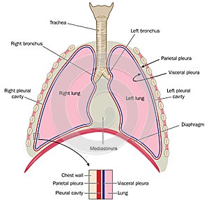 Lungs with detail of plurae photo