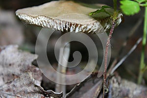 Lungs of the earth,it`s mushrooms
