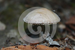 Lungs of the earth,it`s mushrooms