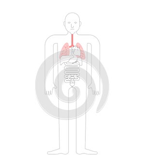 Lungs Human anatomy. Gastrointestinal tract Internal organs. Systems of man body and organs. medical systems. vector illustration