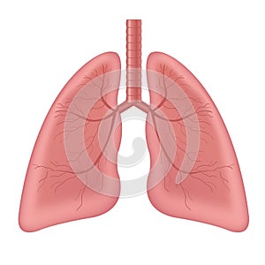 Lungs Human Internal Organ Isolated White Background photo