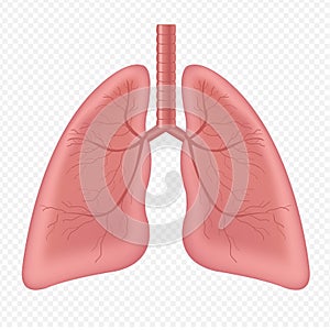 Lungs Human Internal Organ Isolated White Background photo