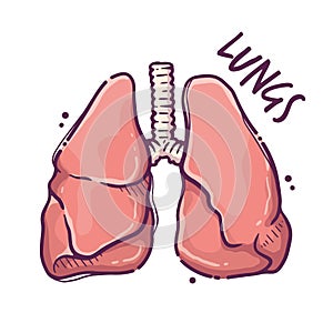 Lungs. Humans and animals internal organs. Medical theme for posters, leaflets, books, stickers. Human organ anatomy