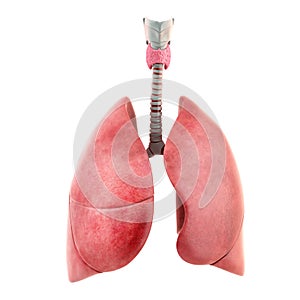 Pulmones aislado sobre fondo blanco 