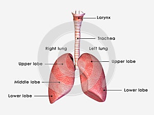 Pulmones 