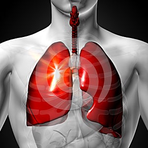 Lungs - Male anatomy of human organs - x-ray view