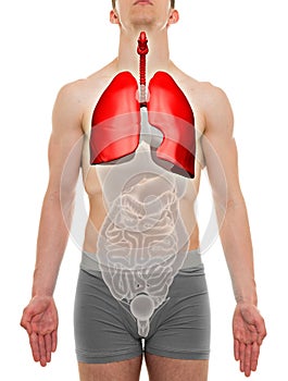 Lungs Male - Internal Organs Anatomy - 3D illustration