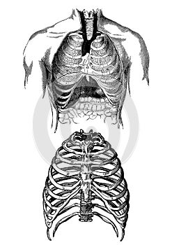 Lungs medical illustration