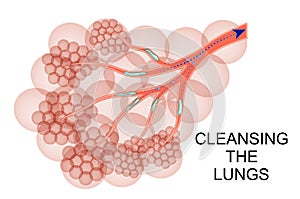 The lungs a process of purification of mucus