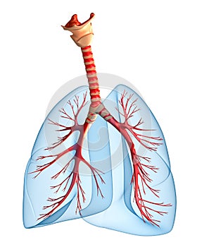 Lungs - pulmonary system