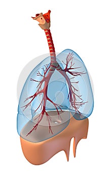 Lungs - pulmonary system.