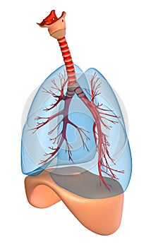 Lungs - pulmonary system