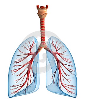 Lungs - pulmonary system. Front view