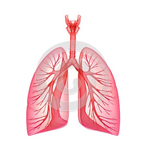 Lungs - pulmonary system. Front view