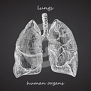 Lungs. Realistic hand-drawn icon of human internal organs on chalkboard. Engraving art Sketch style. Design concept for your