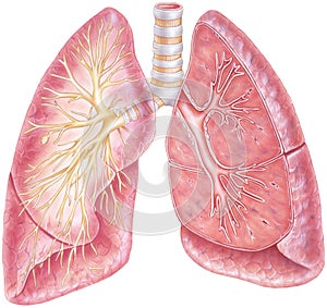 Lungs - Showing Trachea & Bronchial Tree
