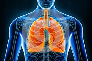 Lungs and trachea front or anterior view 3D rendering illustration on blue background. Organs of the human respitory system,