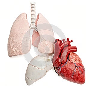 Lungs trachea and heart isolated on white background photo