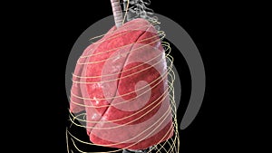 Lungs Trachea and nervous system