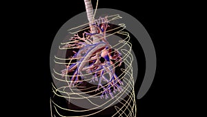 Lungs Trachea and nervous system