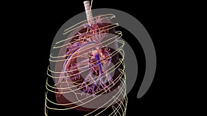 Lungs Trachea and nervous system