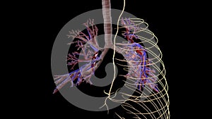 Lungs Trachea and nervous system