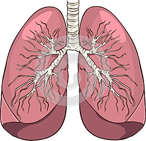 Lungs