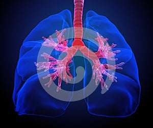 Lungs with visible bronchi