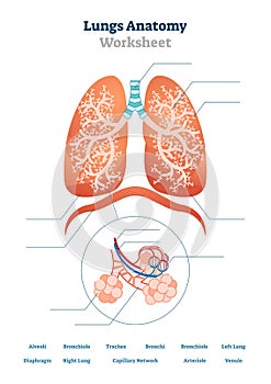 Lungs worksheet vector illustration. Respiratory template education scheme