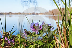 Lungwort flower at a lake