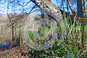 Lungwort flower at spring