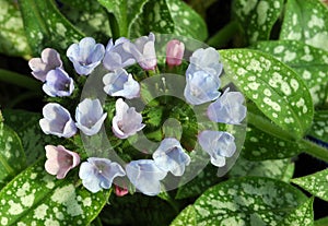 Lungwort Flowers of Pale-blue and Soft-pink