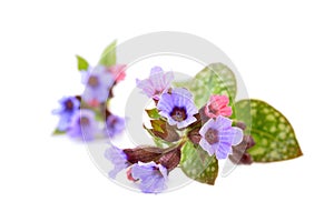 Lungwort medicinal - Pulmonaria officinalis