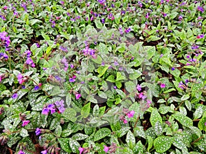 Lungwort obscure, or dark (Pulmonaria obscura)