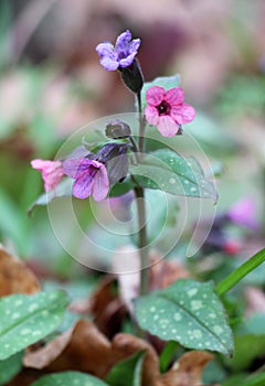 Lungwort (Pulmonaria) blooms in the wild spring forest