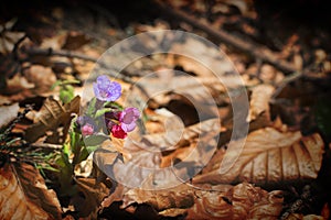 Lungwort - (Pulmonaria officinalis)