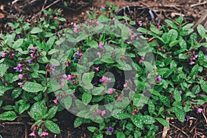 Lungwort or Pulmonary growing in the garden in early spring. Medicinal herb useful for homeopathy