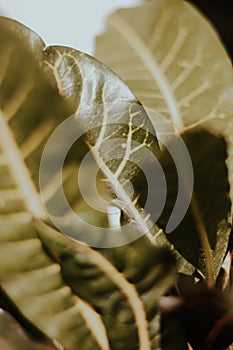 luning leaves as a source of body energy photo