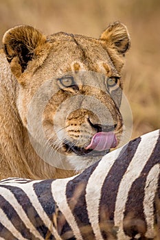 Luntime Lioness with zebra hunt