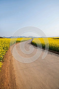 Luoping small flower canola flower patch on the side of a rural road Bazi