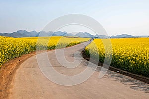 Pequeno flor nabo flor yeso sobre el página de carreteras 