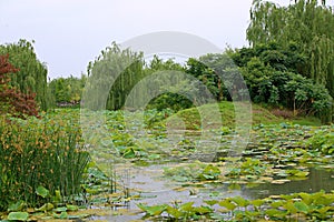 Luoyang Sui and Tang site Botanical Garden