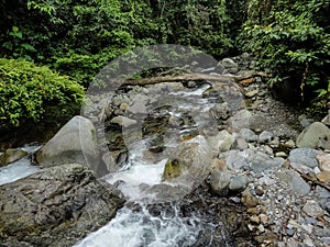 Lupa Masa rainforest at Borneo