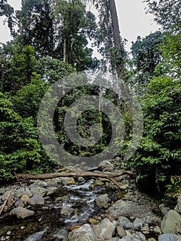 Lupa Masa rainforest at Borneo photo